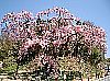 紅枝垂地蔵ザクラ　Beniedasidare chizou zakura
